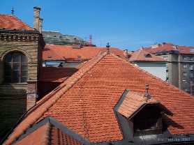 Zvi